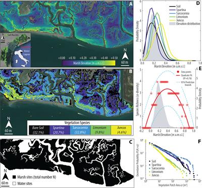 A Minimalist Model of Salt-Marsh Vegetation Dynamics Driven by Species Competition and Dispersal